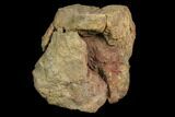 Bargain, Fossil Hadrosaur Caudal Vertebra - Aguja Formation, Texas #116490-1